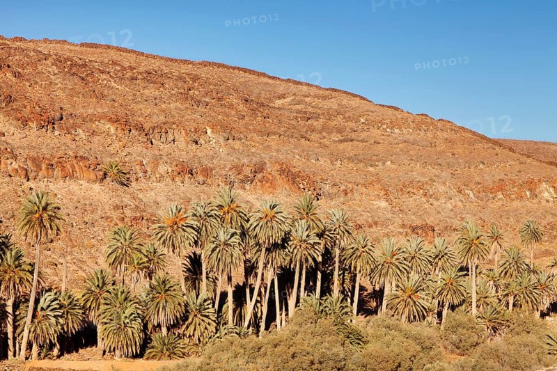 Palm grove