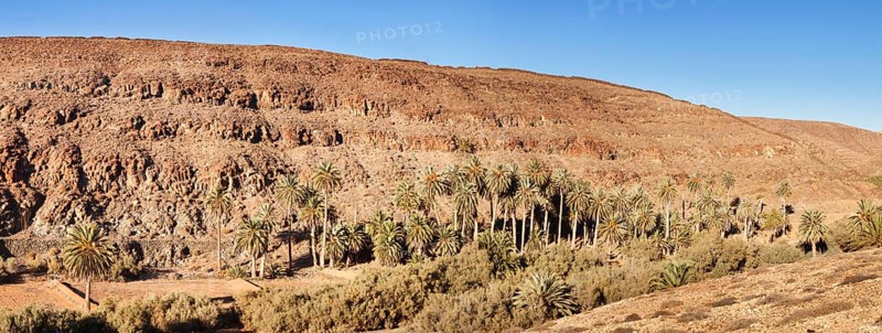 Palm grove