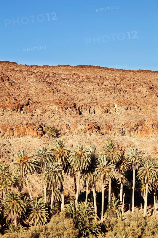 Palm grove