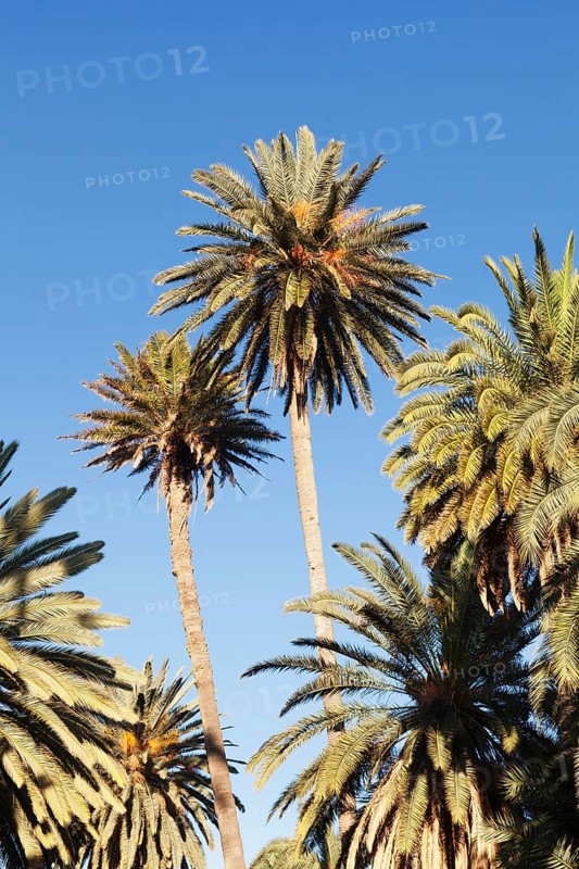 Palm trees against a blue sky