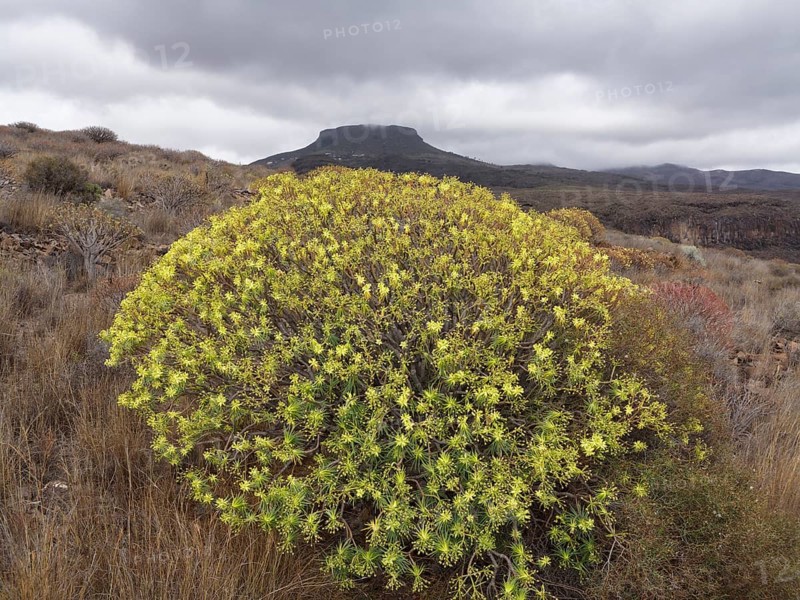 Flowering Spurge (Euphorbia)