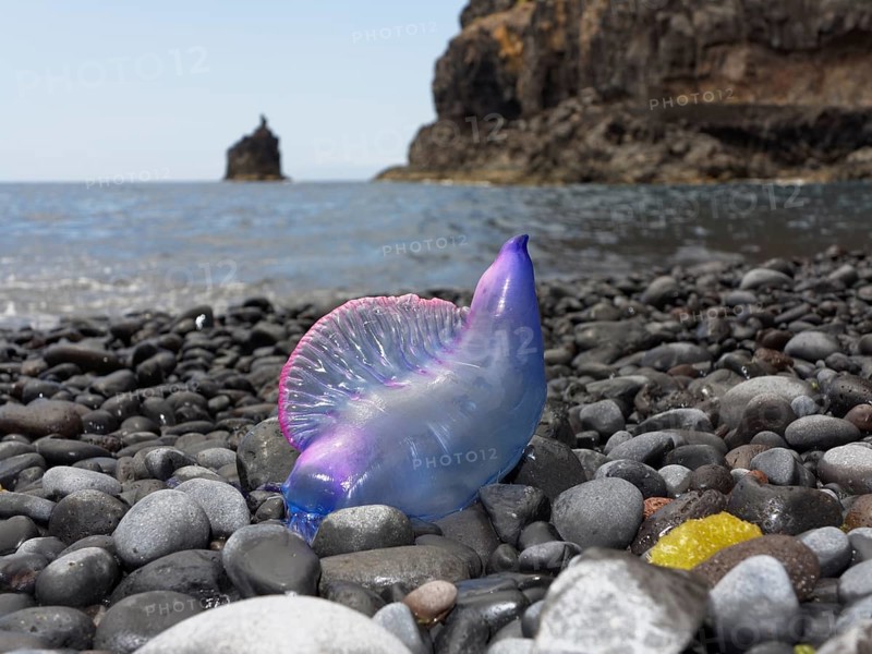 Portuguese Man-Of-War (Physalia physalis) lying on the beach