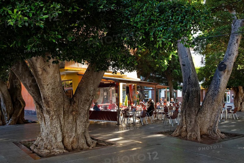 Laurel trees and a bar