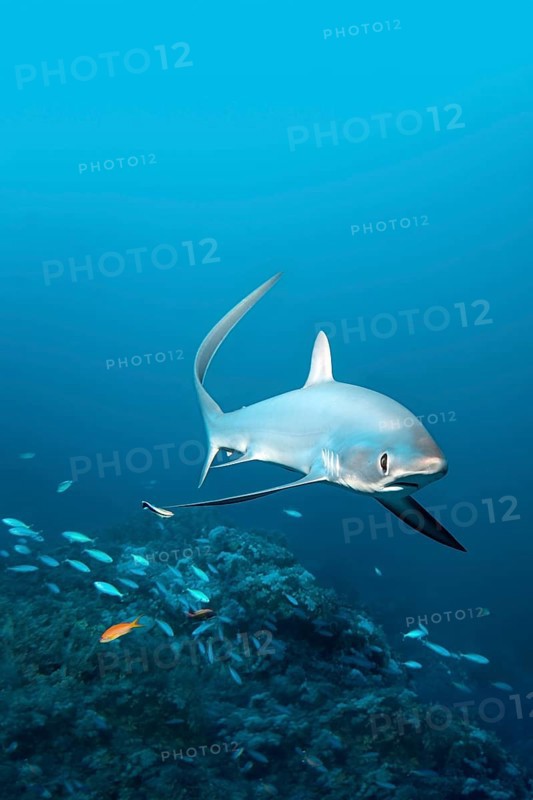 Common Thresher Shark (Alopias vulpinus) swimming above a coral reef