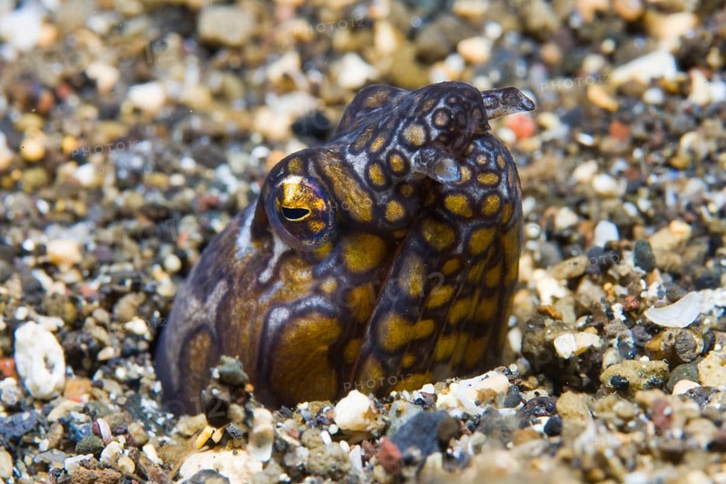 Napoleon snake eel (Ophichthus bonaparti)