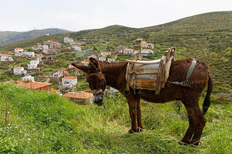 Donkey in the village of Hasseki