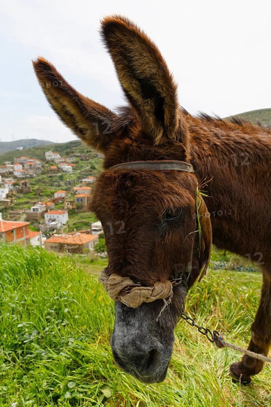 Donkey