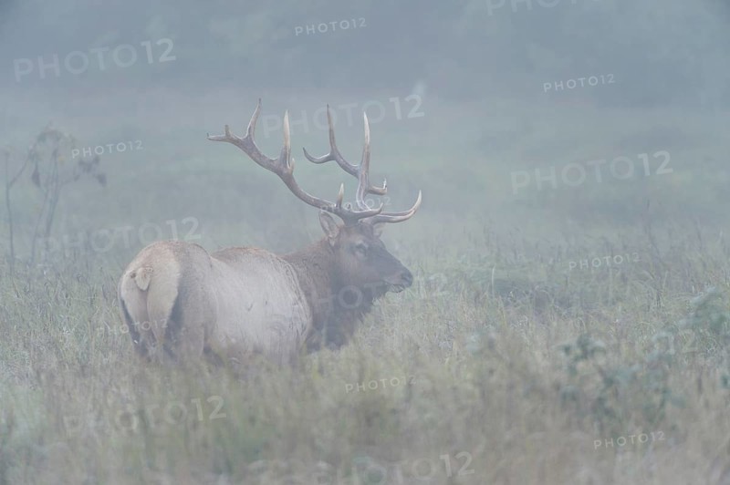 Roosevelt elk or Olympic elk (Cervus canadensis roosevelti)