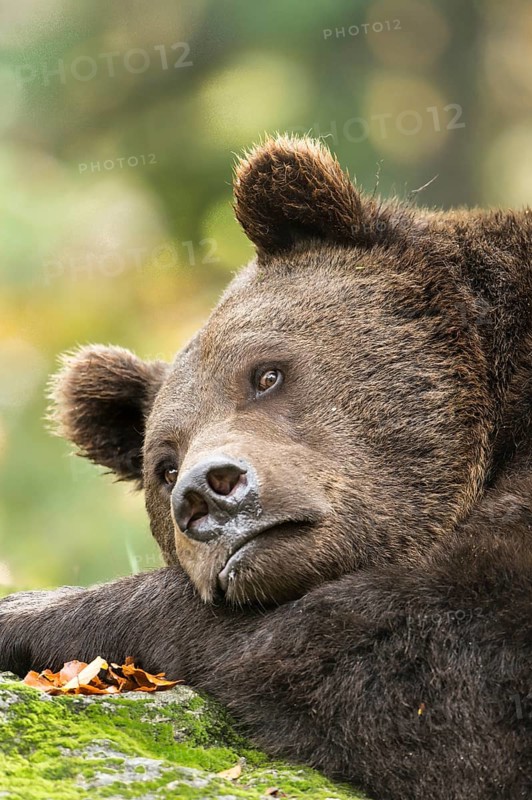 Brown Bear (Ursus arctos)