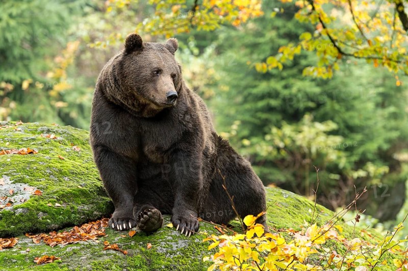 Brown Bear (Ursus arctos)