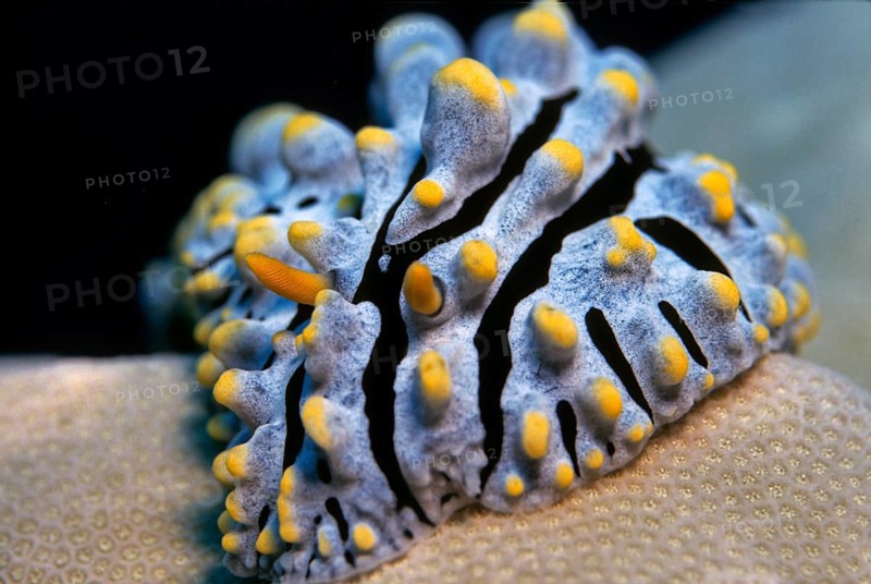 Tricoloured Sea Slug (Phylidia varicosa)