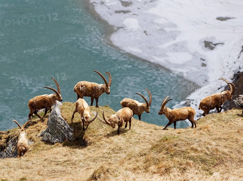 Alpine Ibex (Capra ibex)