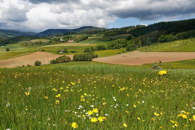 Cultivated landscape with a flower meadow