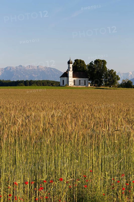 Field of grain and poppies in front of the Church of St. Andra and the Alps