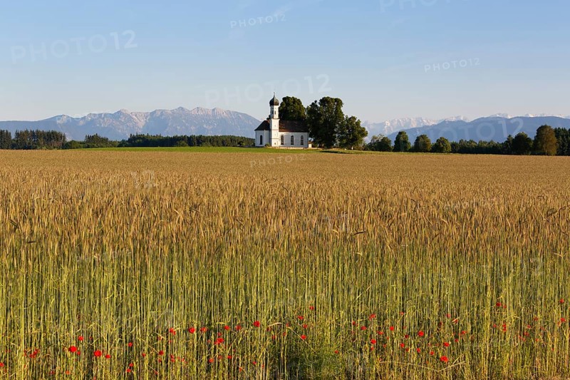 Field of grain and poppies in front of the Church of St. Andra and the Alps