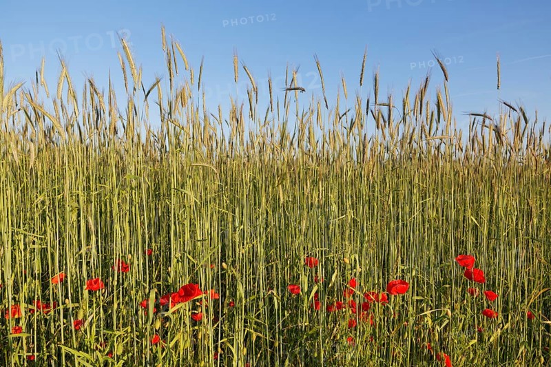 Corn field and Poppies (Papaver rhoeas)