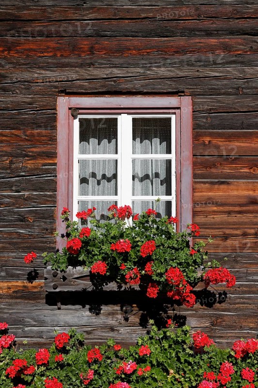 Window with geraniums on an old wooden house