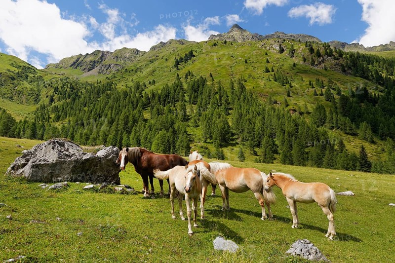 Horses on Ingridalm mountain pasture
