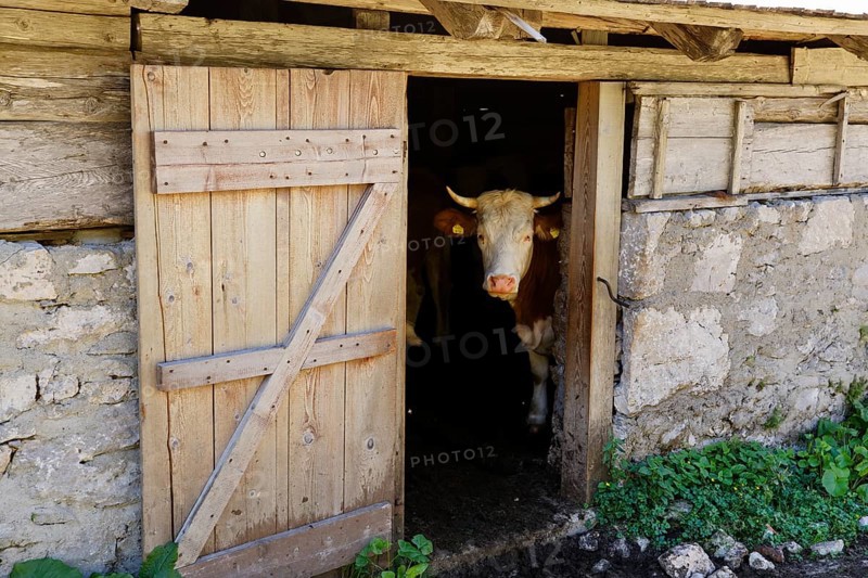 Cow in a mountain pasture hut