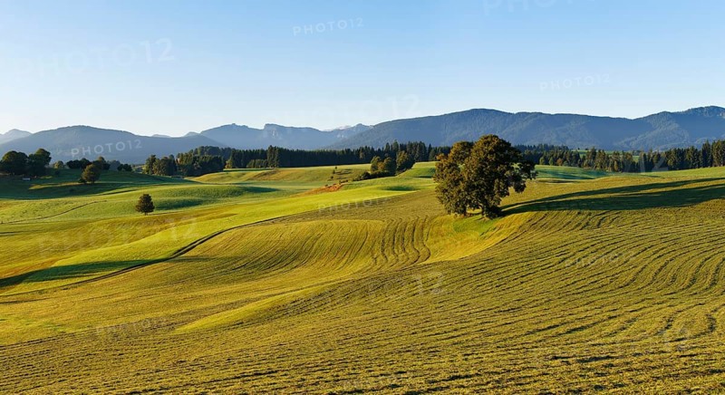 Mown meadows