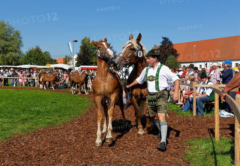 Heavy horse foal market