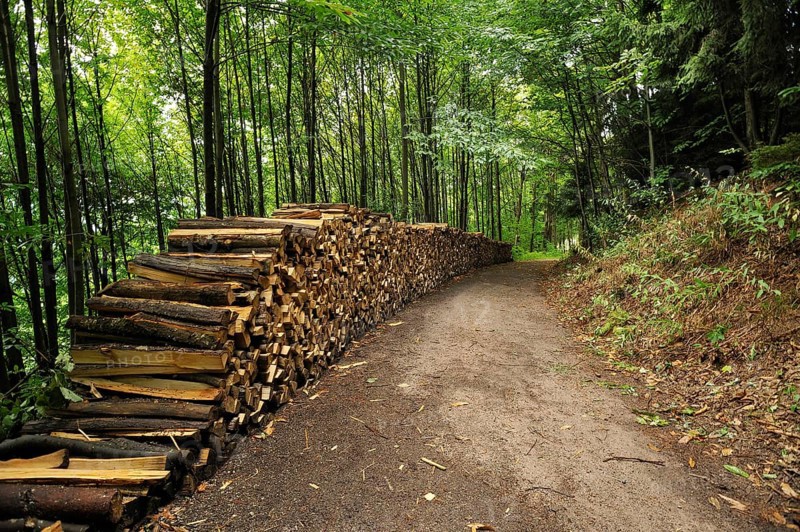 Stacked split wood in a forest