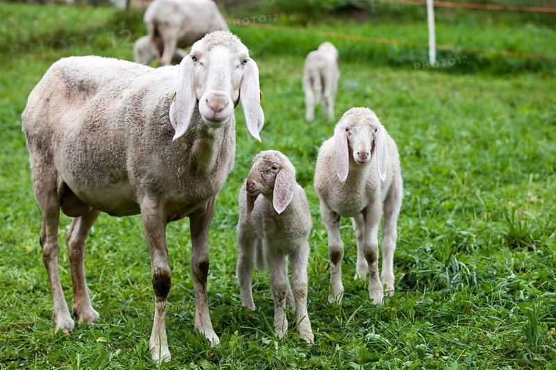 Sheep with lambs