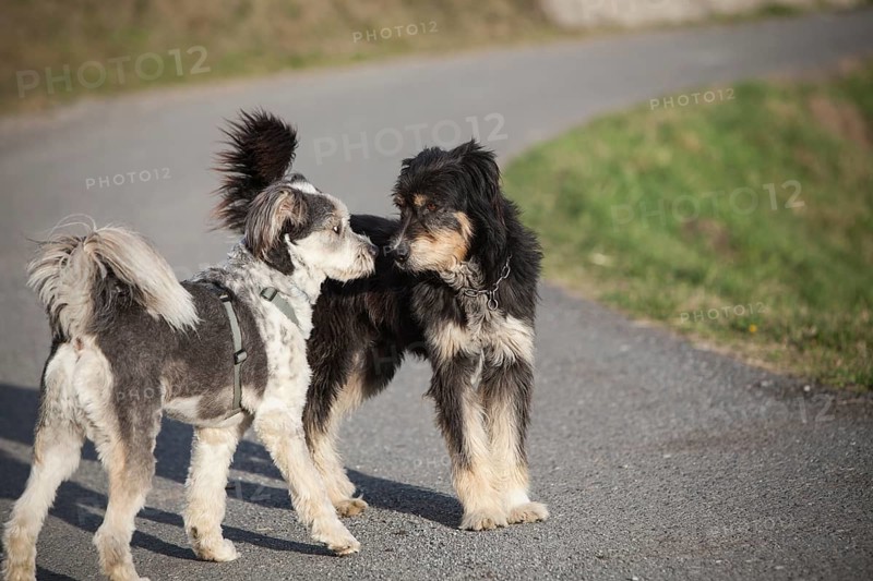 Two dogs sniffing each other