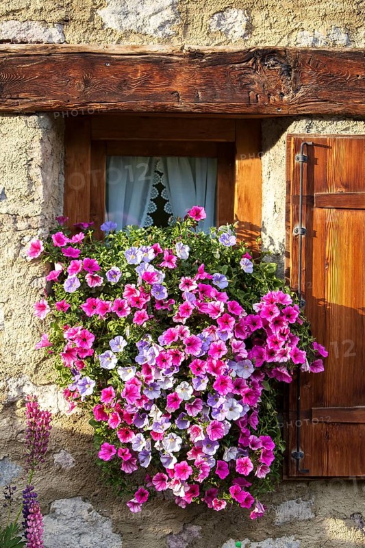 Petunias (Petunia) on the window a stone house