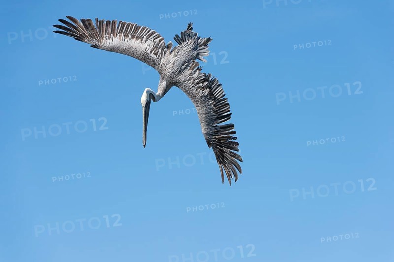 Brown Pelican (Pelecanus occidentalis) in flight