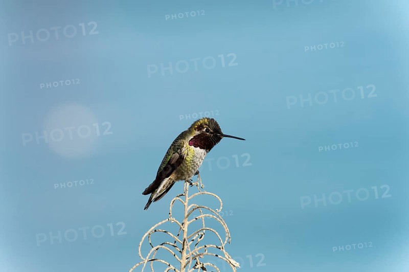 Anna's Hummingbird (Calypte anna)