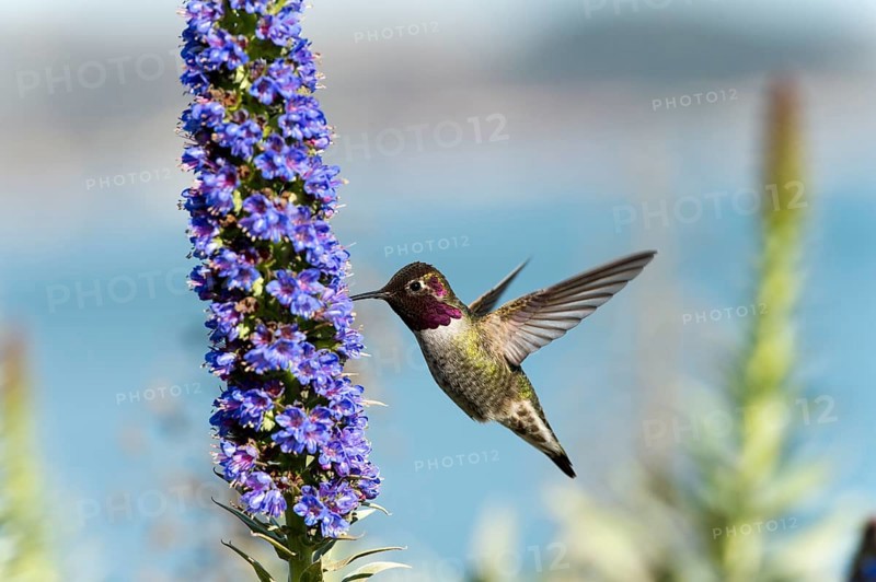 Anna's Hummingbird (Calypte anna) hovering at flower