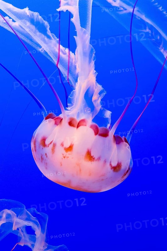 Purple-striped jelly or jellyfish (Chrysaora colorata)