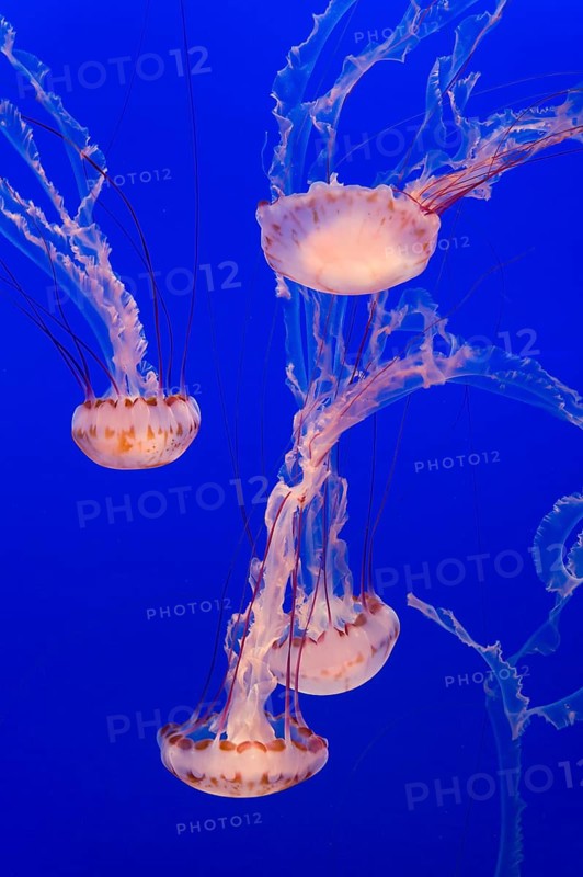 Purple-striped jelly or jellyfish (Chrysaora colorata)