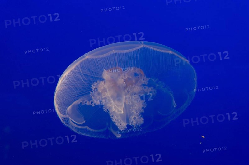 Moon jellyfish or Moon Jelly (Aurelia labiata)