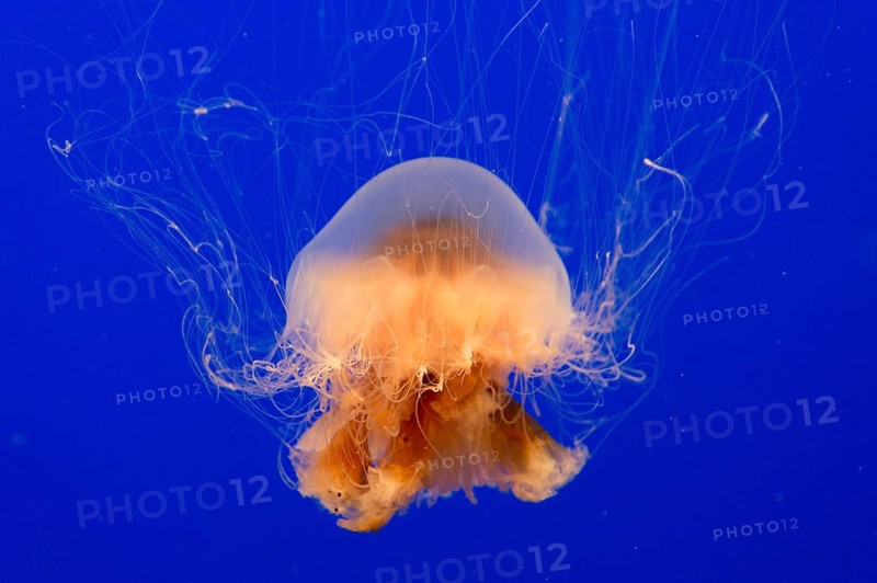 Lion's mane jellyfish (Cyanea capillata)