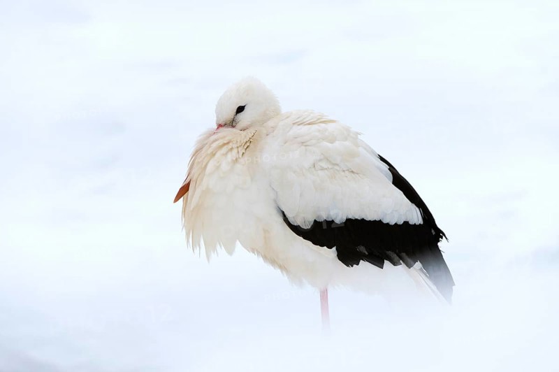 White Stork (Ciconia ciconia) standing in the snow
