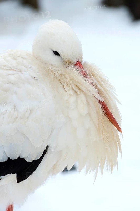 White Stork (Ciconia ciconia) standing in the snow