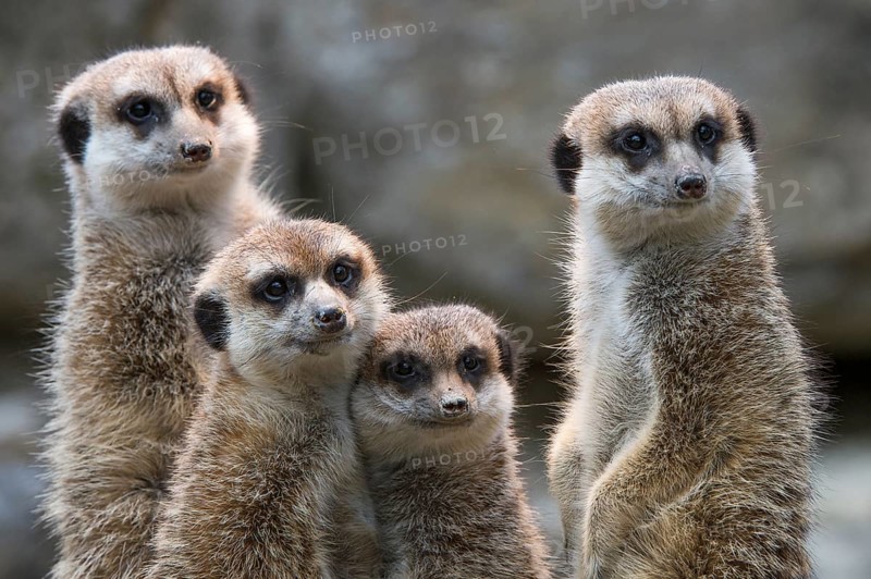 Meerkats (Suricata suricatta)