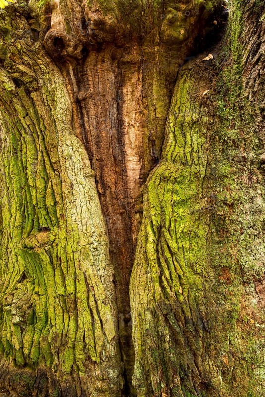 Bark detail