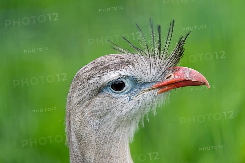 Red-legged Seriema (Cariama cristata)
