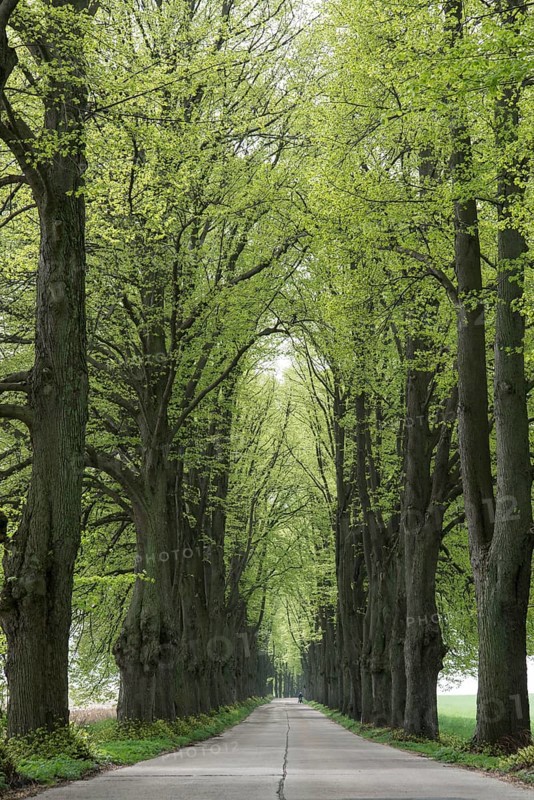 Avenue lined with lime trees