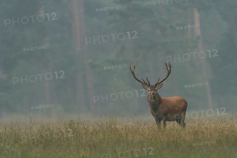 Red Deer (Cervus elaphus)