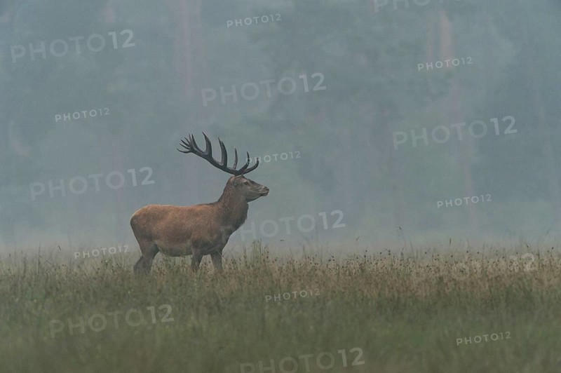 Red Deer (Cervus elaphus)