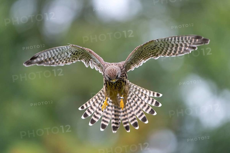 Common Kestrel (Falco tinnunculus)