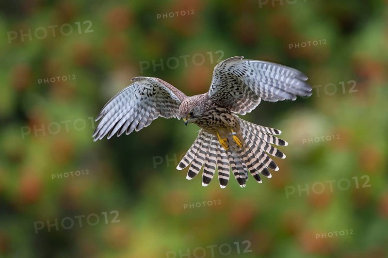 Common Kestrel (Falco tinnunculus)