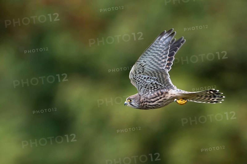 Common Kestrel (Falco tinnunculus)