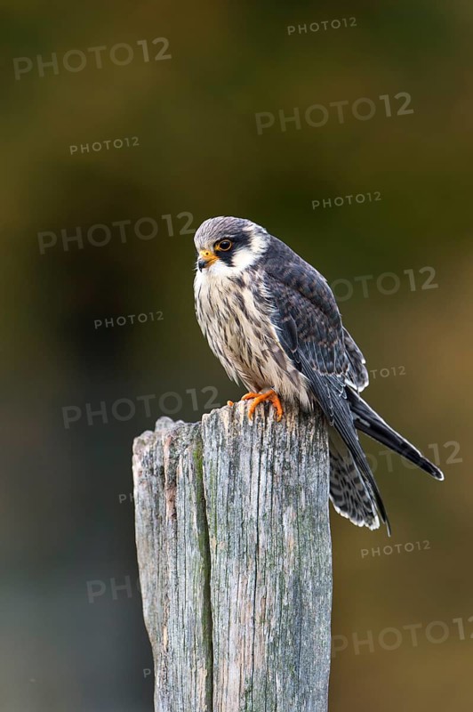 Red-footed Falcon (Falco vespertinus)