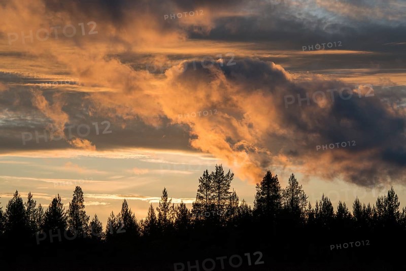 Sunset over forest