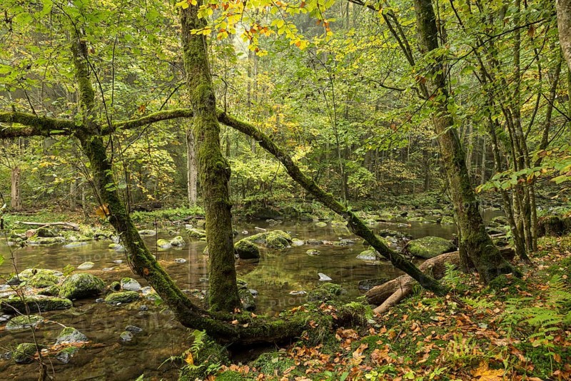 Wolfsteiner Ohe River